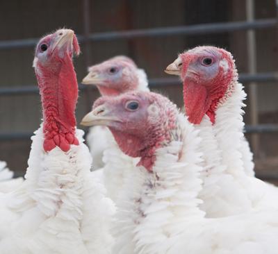Farm turkeys