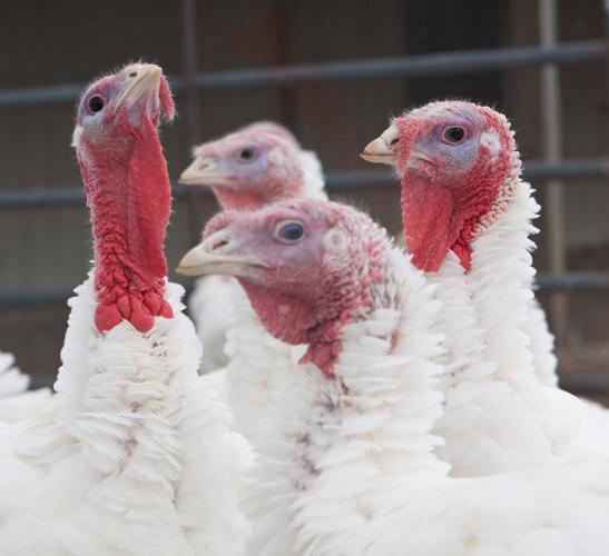 Farm turkeys