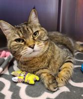 Pet of the Week