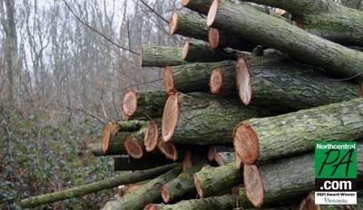 logging.jpg