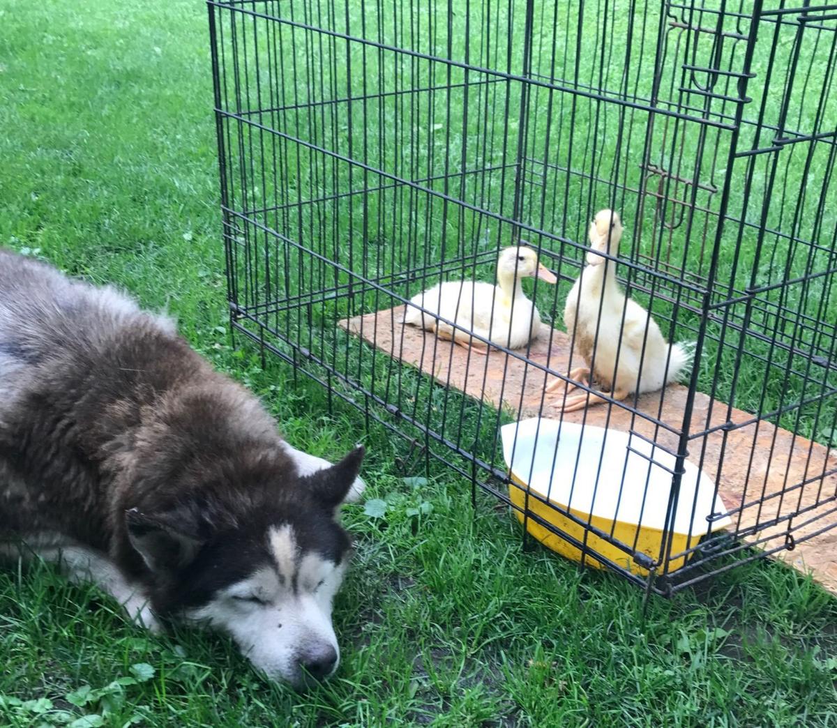 Max and the ducklings