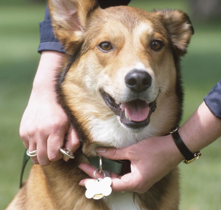 A licensed dog is a legal dog in Hutchinson