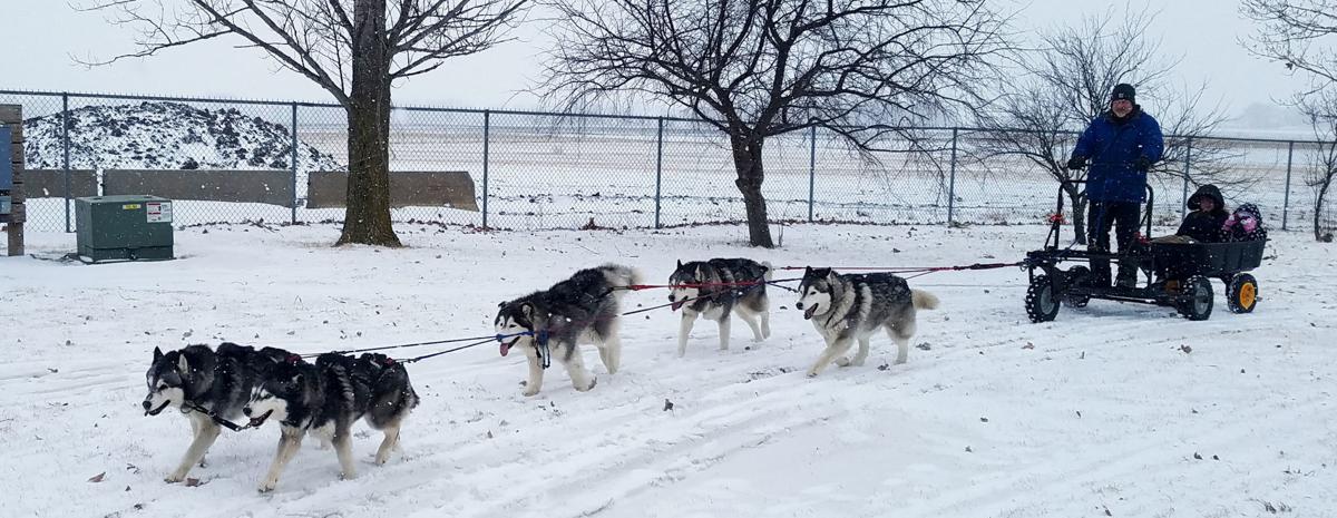 Dogsled ride at Winterfest
