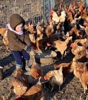 $1 million avian flu bill moves to Minnesota governor's desk