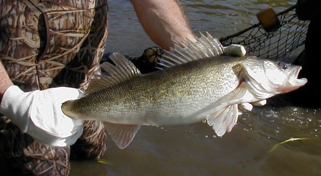 DNR Walleye