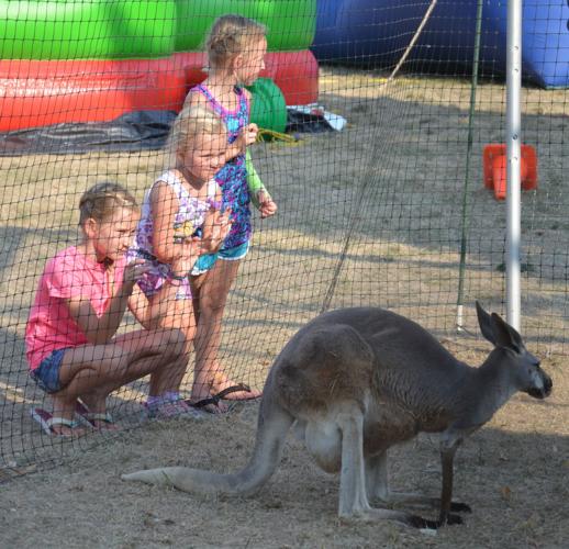 Kangaroo and joey