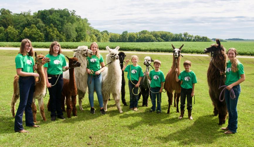 Llama and alpaca group