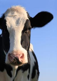 Dairy assistance program enrollment reopened