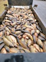11,000 pounds of carp