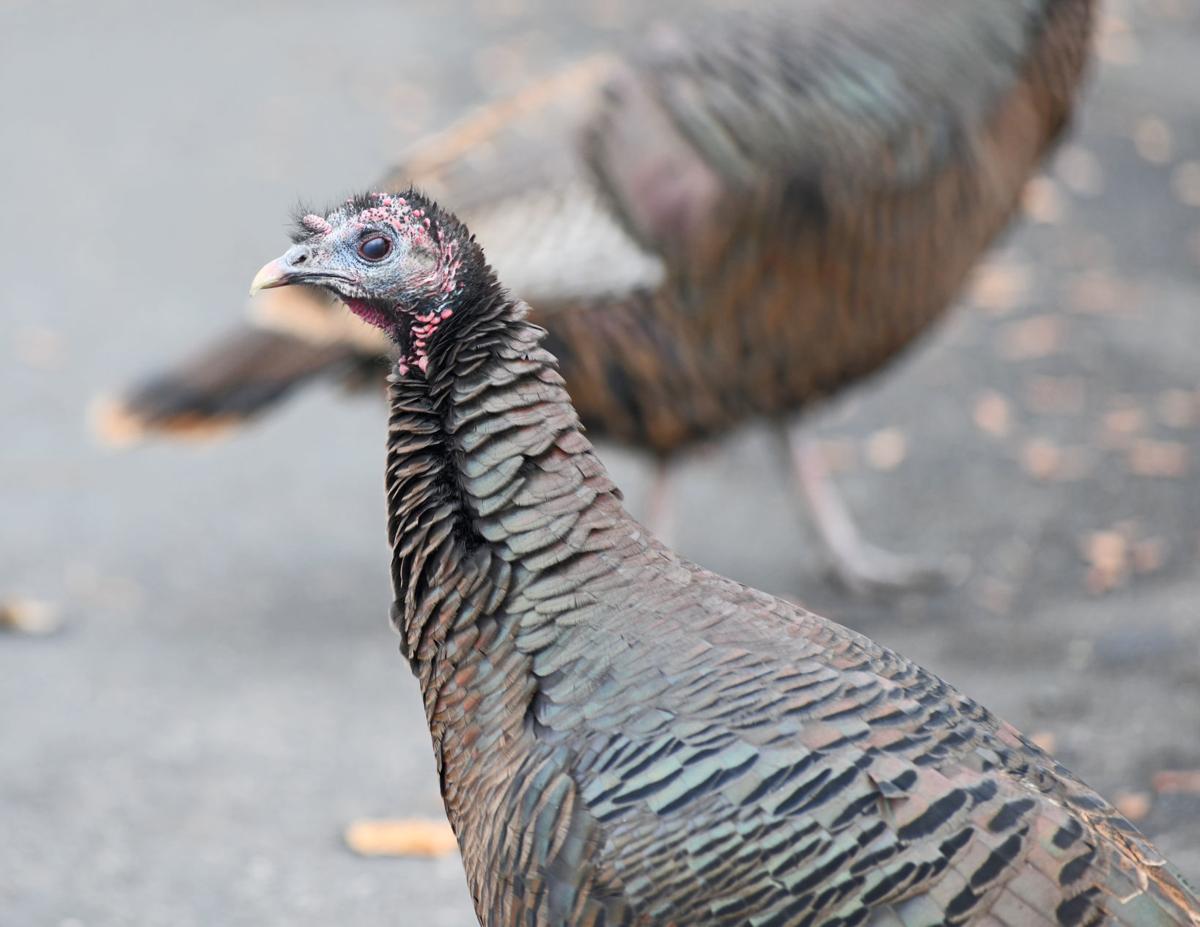 Turkeys cause problems in Hutchinson