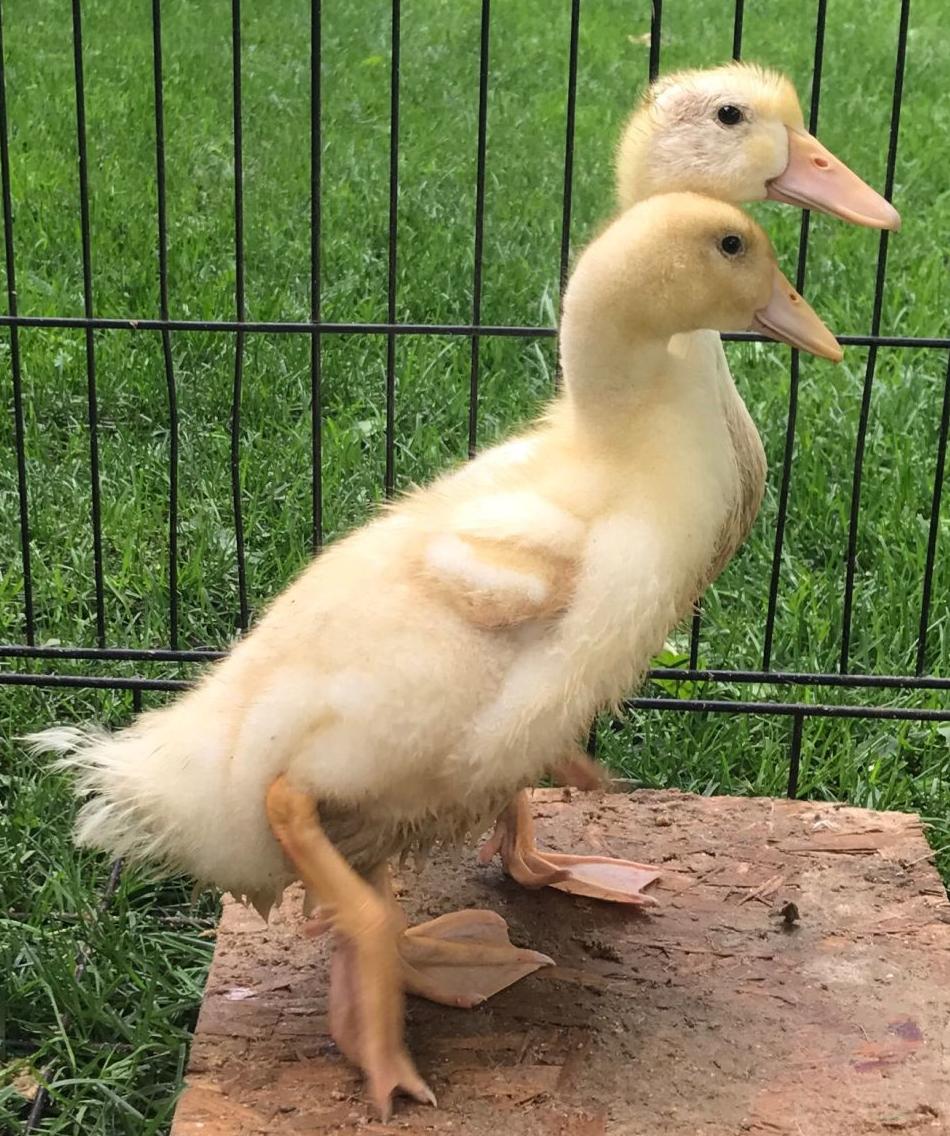 Quackers Jr. & Ducky