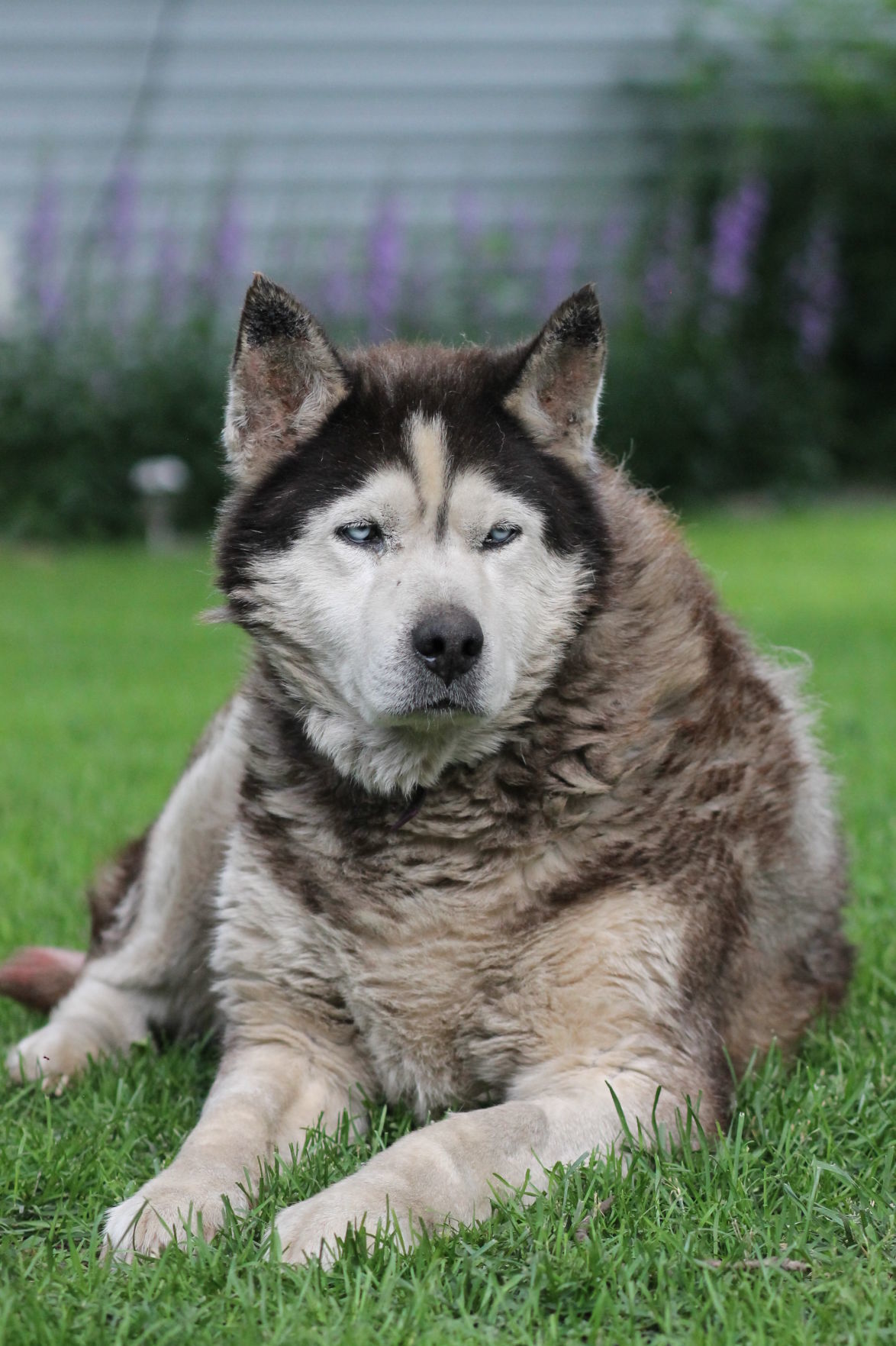 Max the Husky
