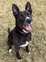 Pet of the Week