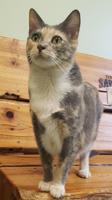 Pet of the Week
