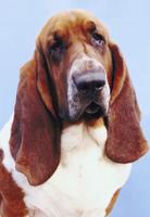 Basset Hound