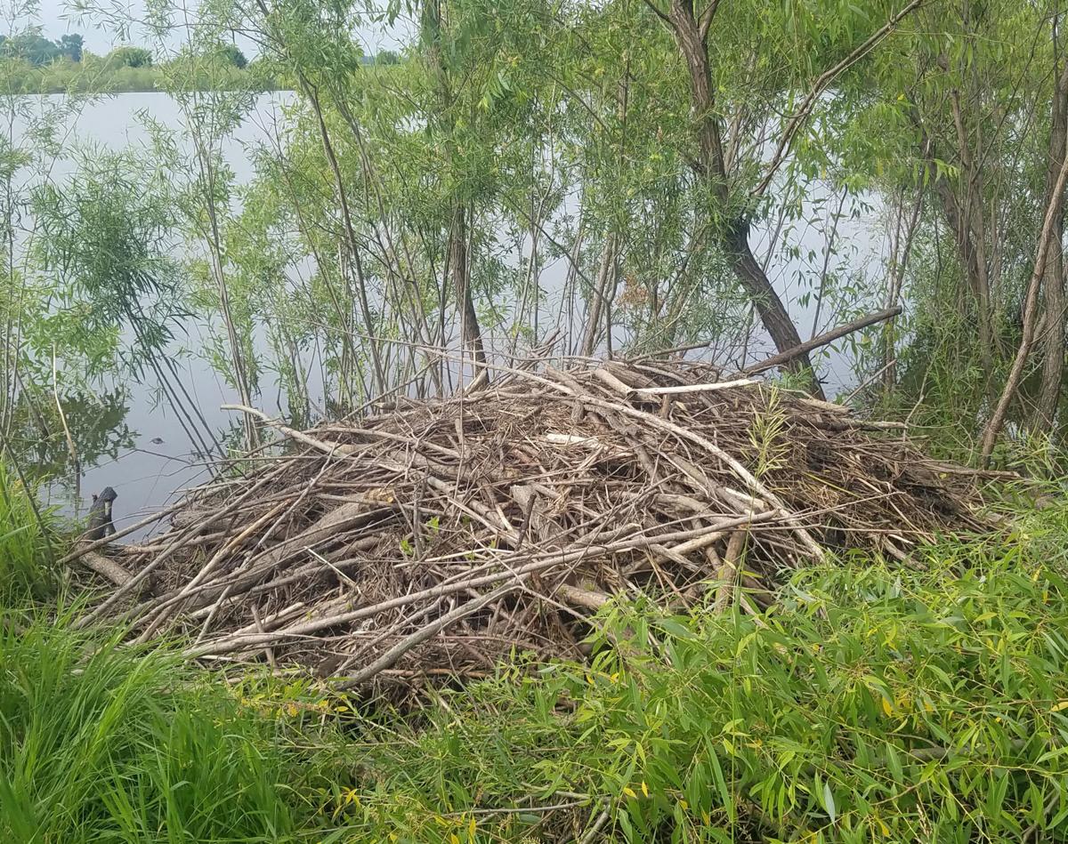 Beaver hut