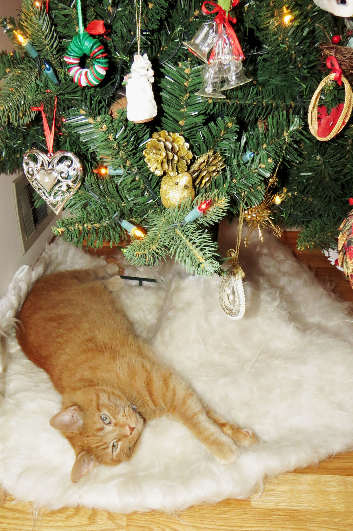Charlie resting on the tree skirt