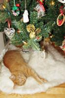 Charlie: A short 'tail' about a Christmas cat