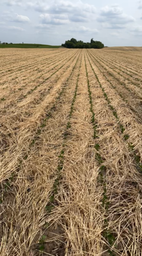 terminated cover crops 2022 - photo by jonathan slinden.png