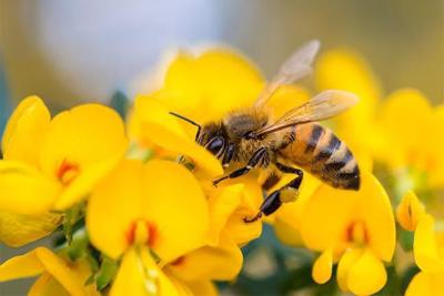 Bee on a flower