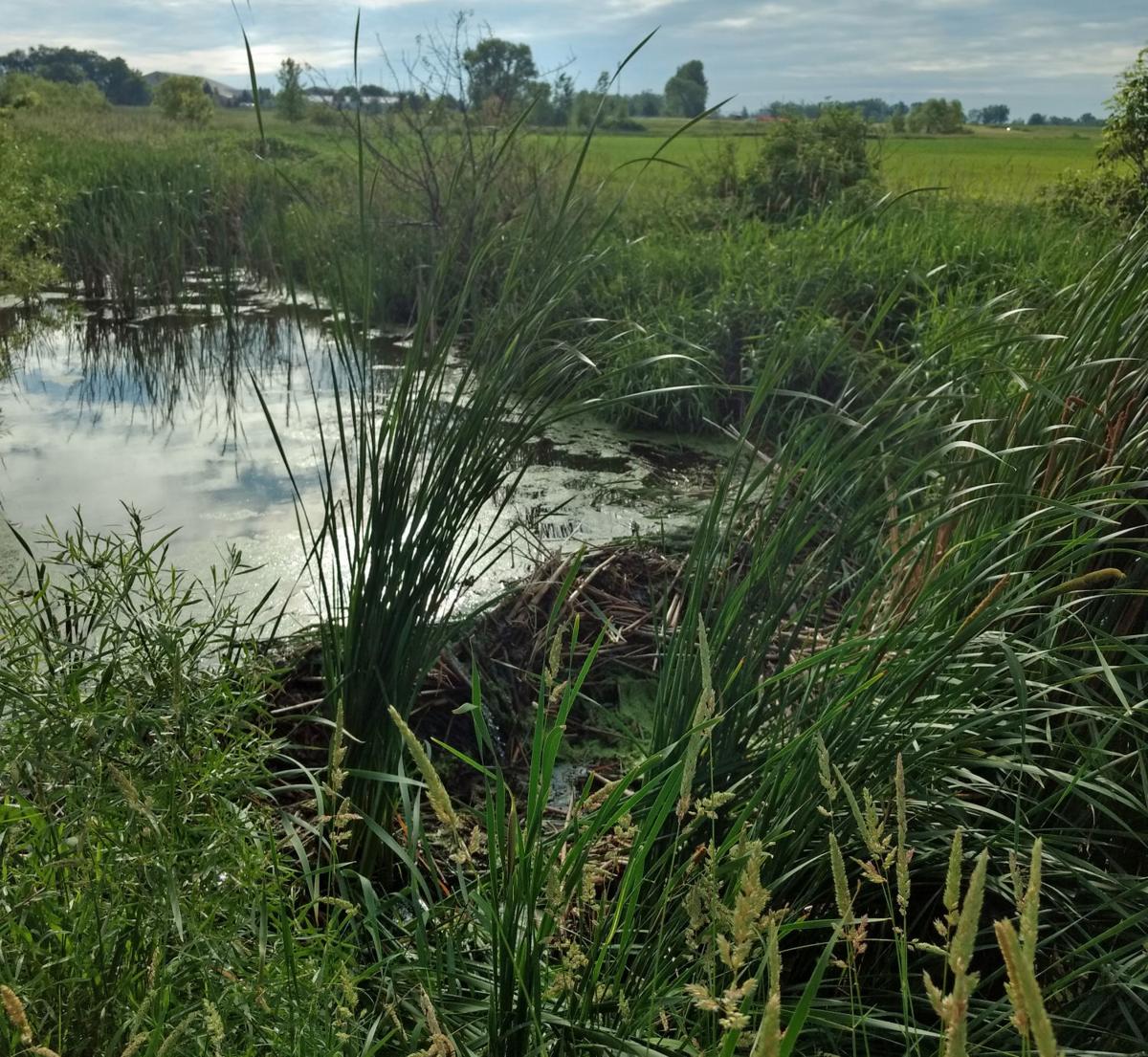 beaver dam