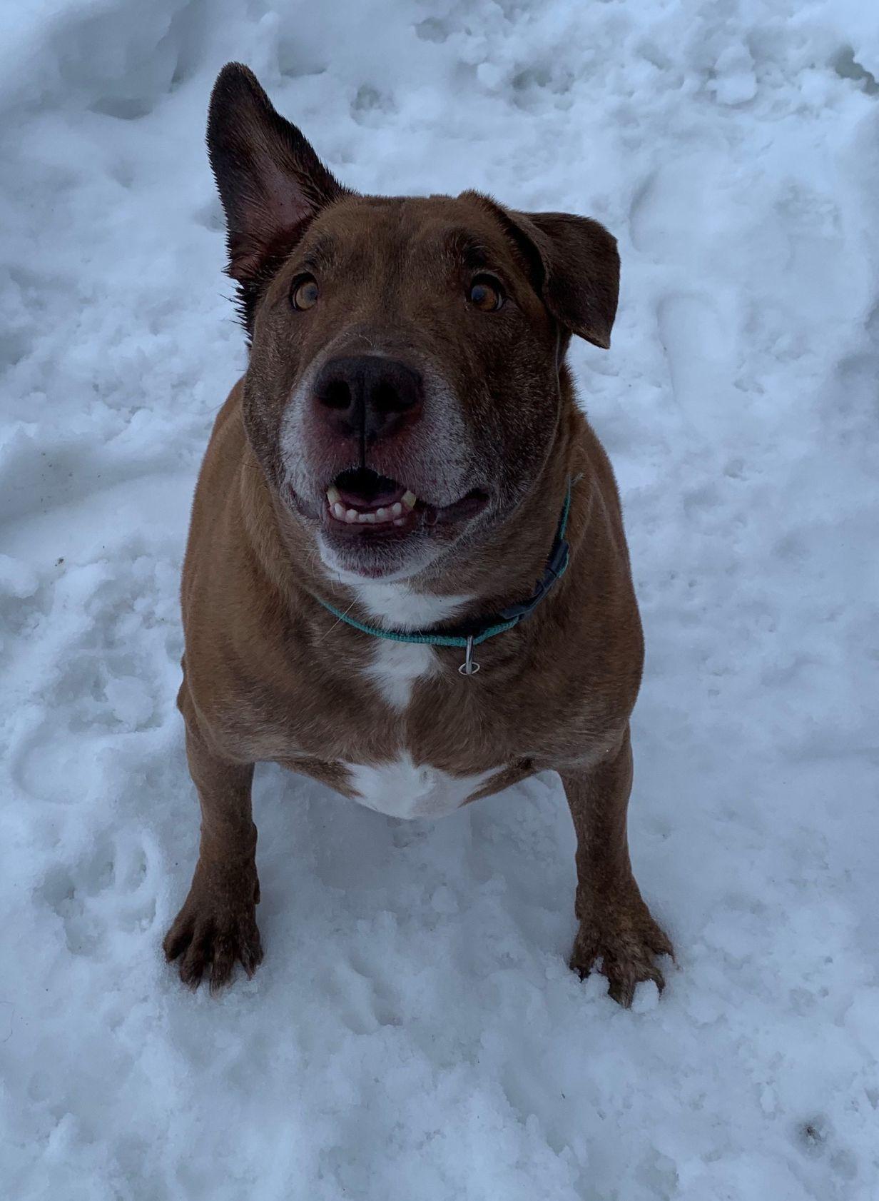 Pet of the Week
