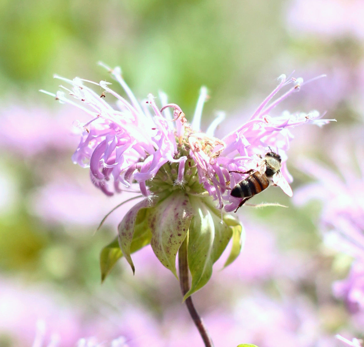 Bee