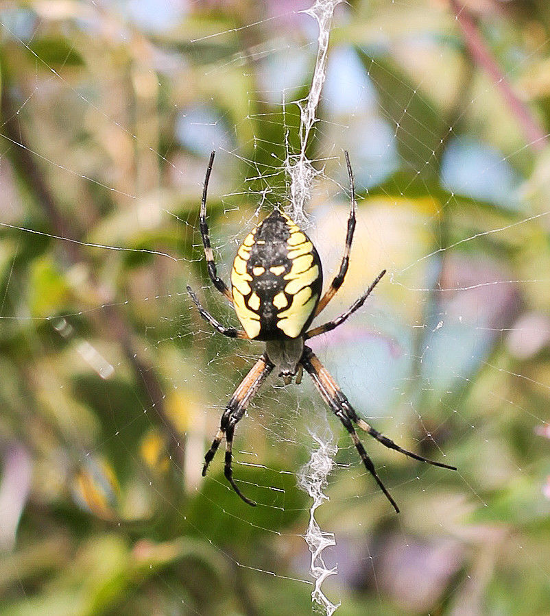 garden spider