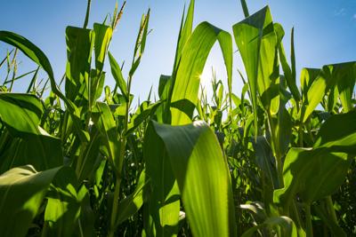 Corn field