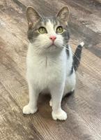 Pet of the Week, March 9, 2022