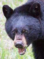 Black bear