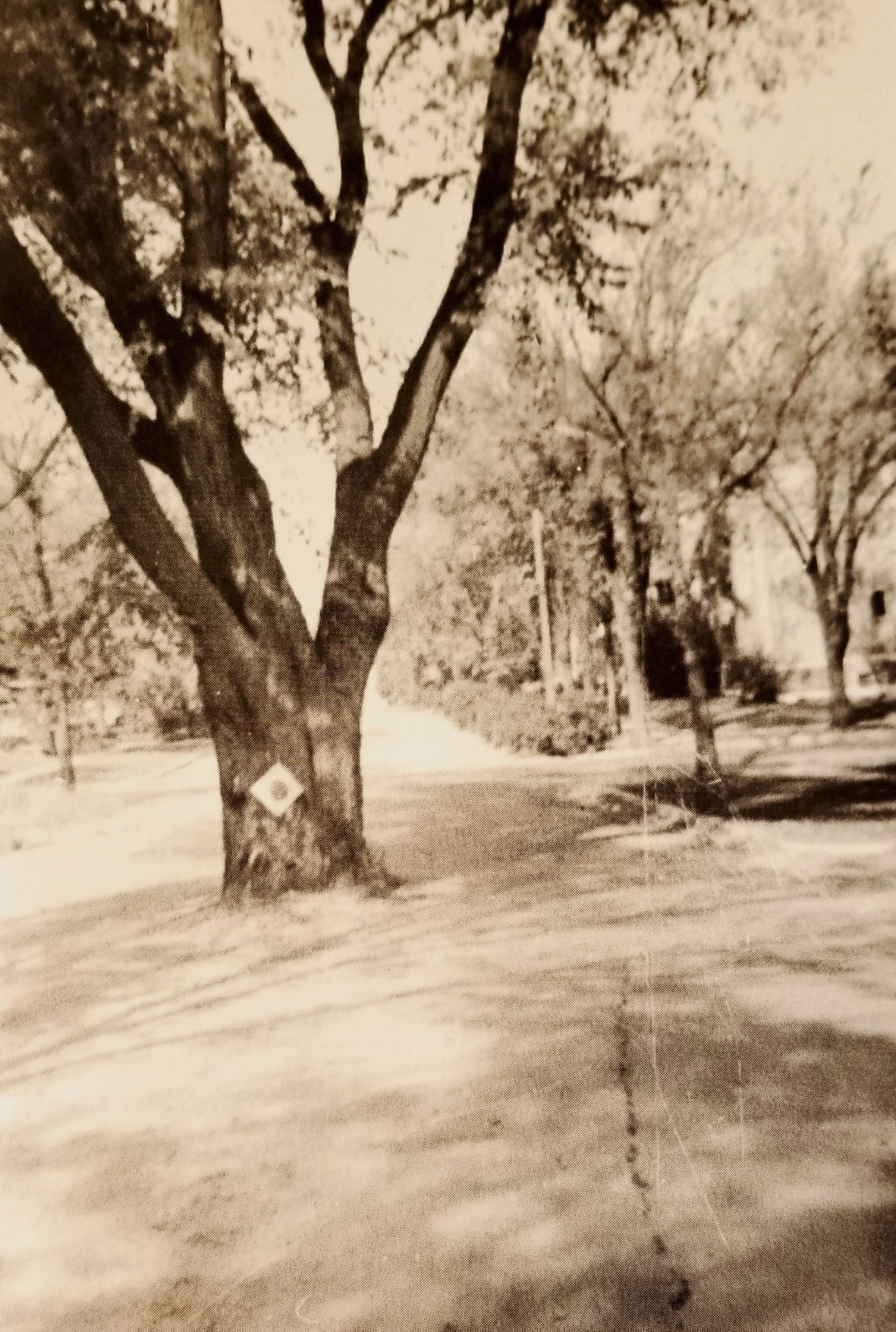 The mighty elm of Hutchinson