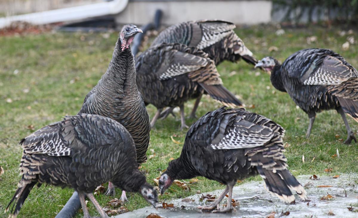 Turkeys on Pishney Lane