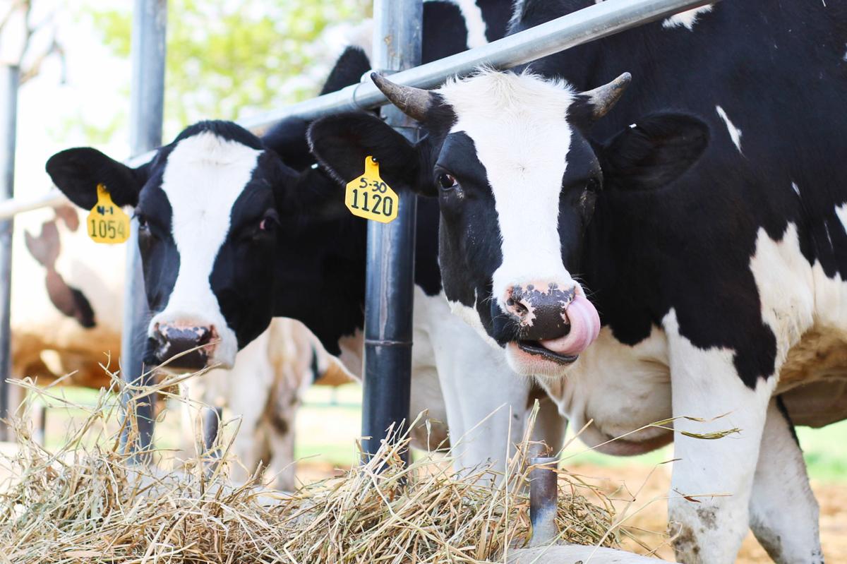 Pregnant holsteins