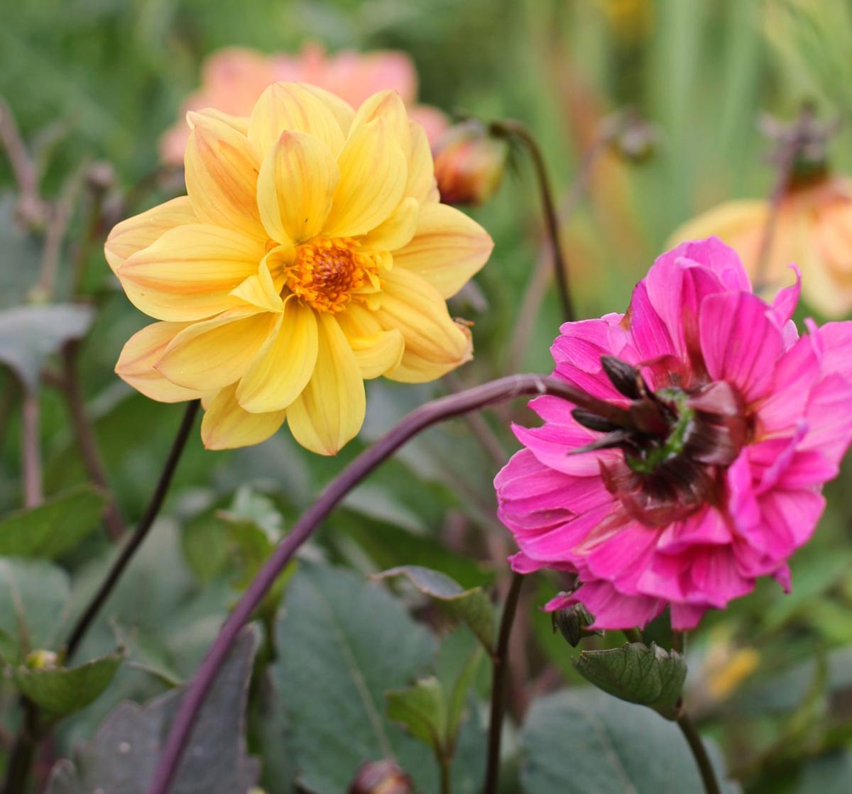 Dahlias